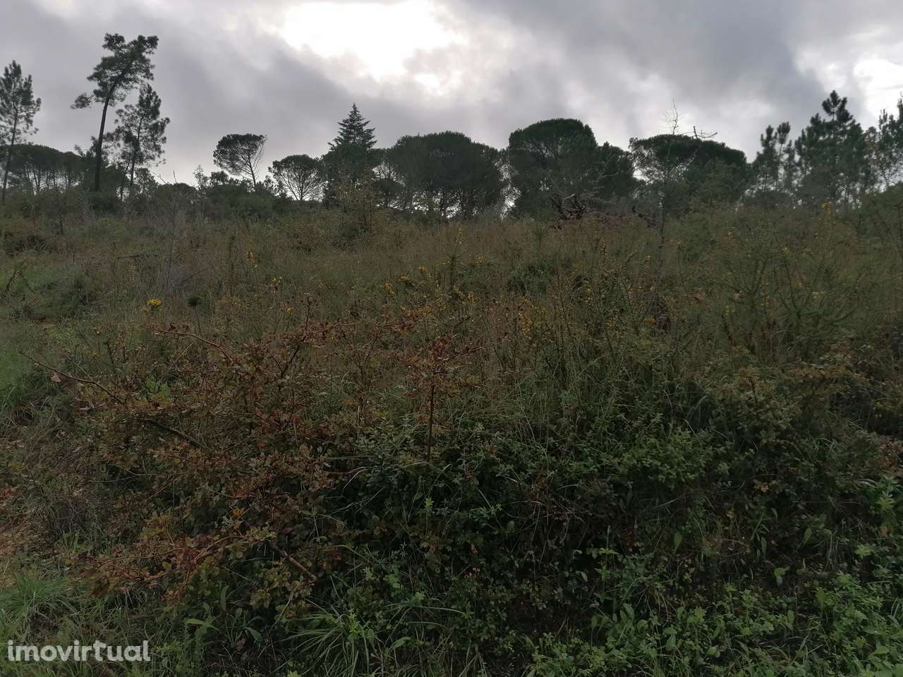 Terreno Rústico em Cernache - Grande imagem: 2/4