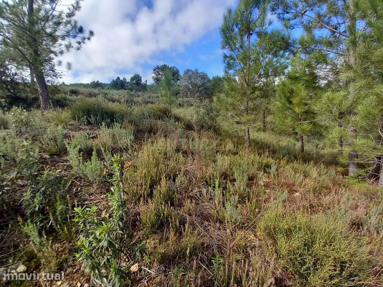 Terreno Rustico com 700m2 com Viabilidade de Construção em Cerejeira-A - Grande imagem: 2/13