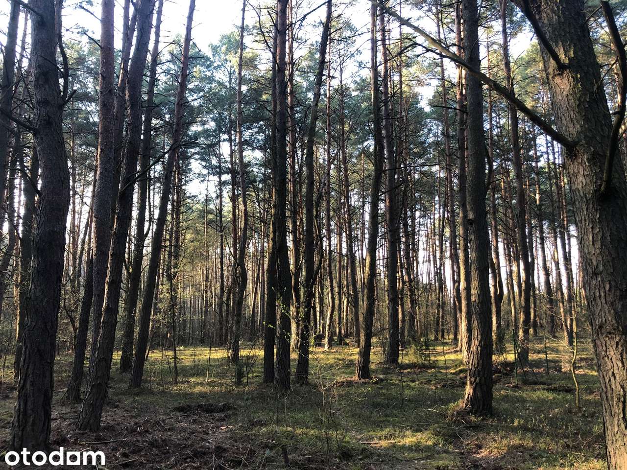 Działka budowlana 1488m2 Otwock Wólka Mlądzka - Pełny obrazek: 3/6
