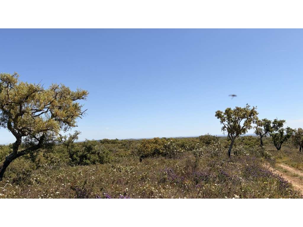 Serena Quinta de 5 Hectares Próxima de Grândola: Construa o Seu Ref... - Grande imagem: 3/11