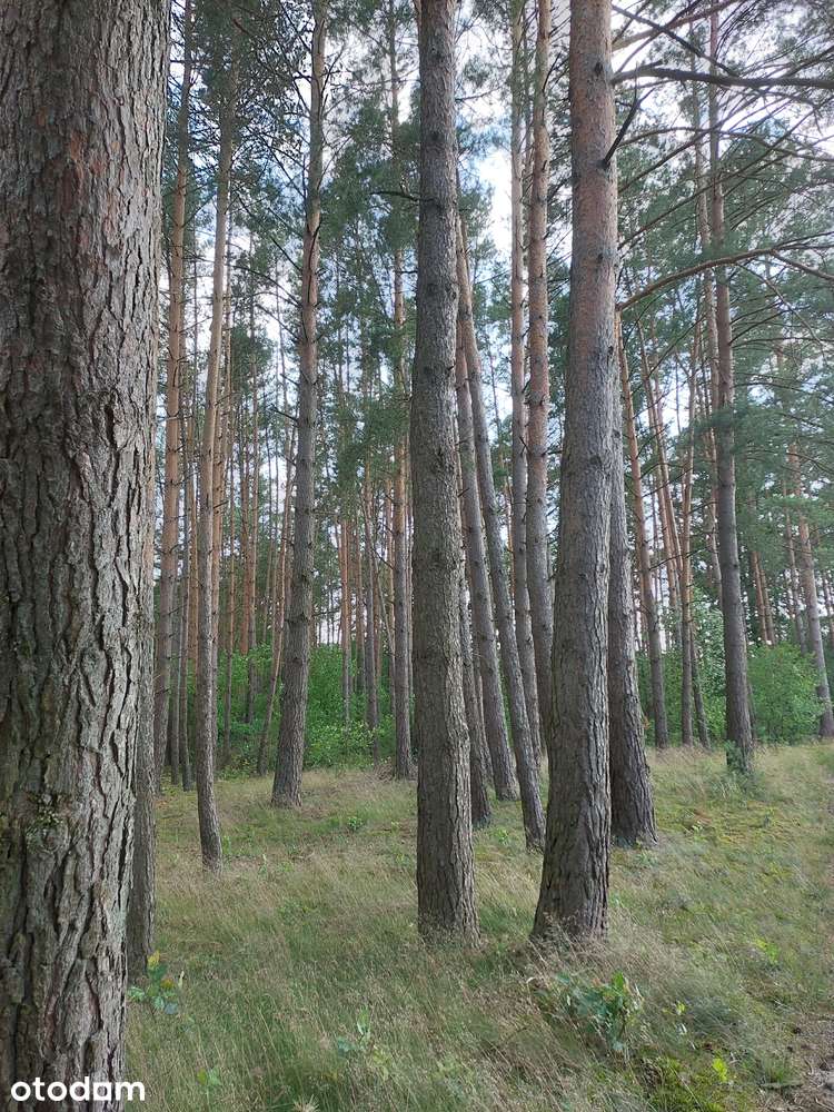 Działka leśna 44000 m² w spokojnej okolicy - Pełny obrazek: 3/13