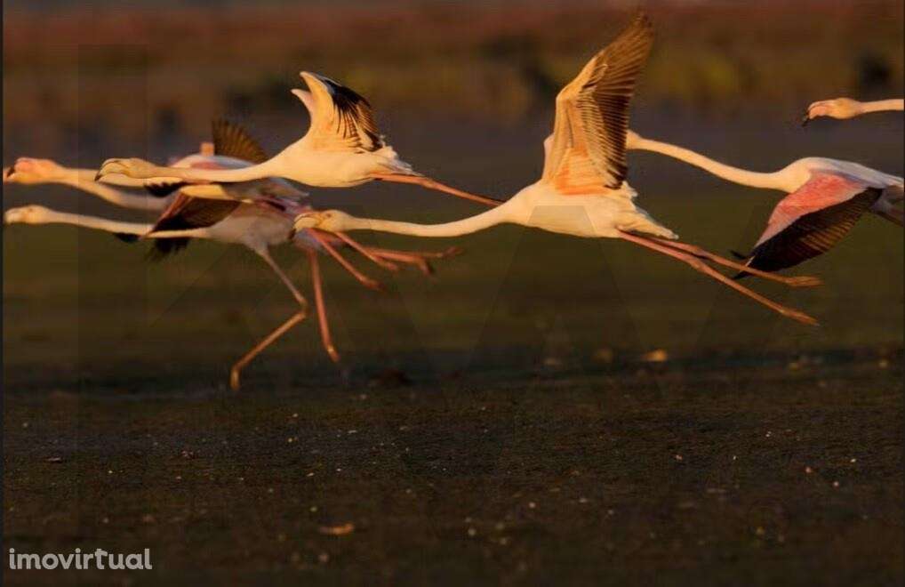 HERDADE DA MOURISCA - Grande imagem: 4/23