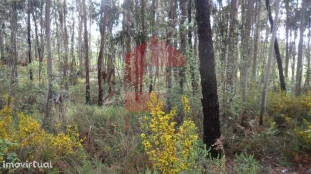 Terreno, Freiriz - Grande imagem: 3/6