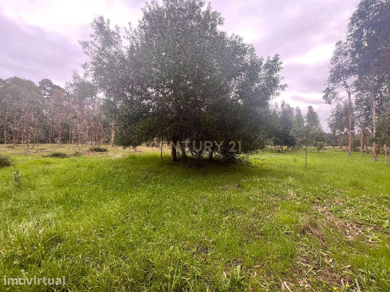 Terreno em Seixo, Mira - Oportunidade Única - Grande imagem: 4/24