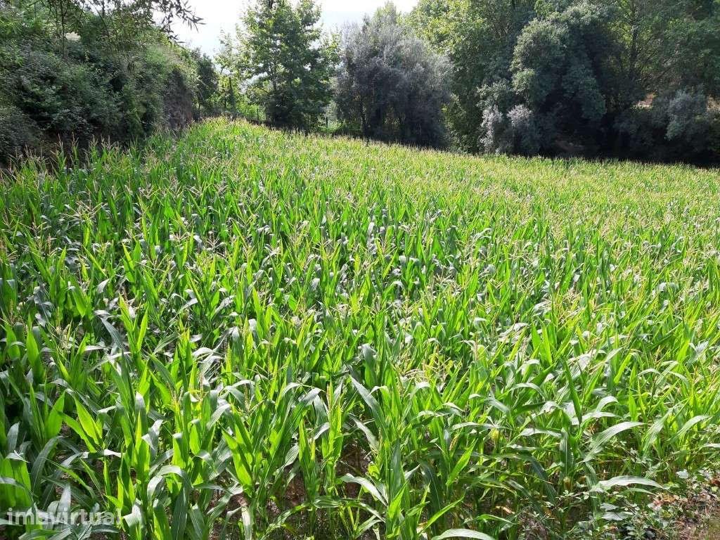 Terreno Agrícola - Valdosende - Grande imagem: 3/10