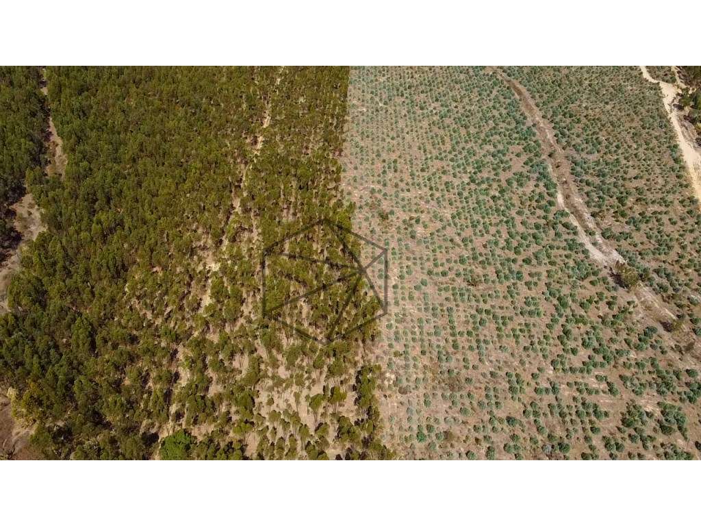 Herdade com 168 hectares em Ponte de Sôr para venda - Grande imagem: 5/33