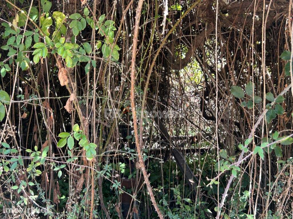 Terreno silvado com nora - Abadia, Serra de Tomar - Grande imagem: 4/12