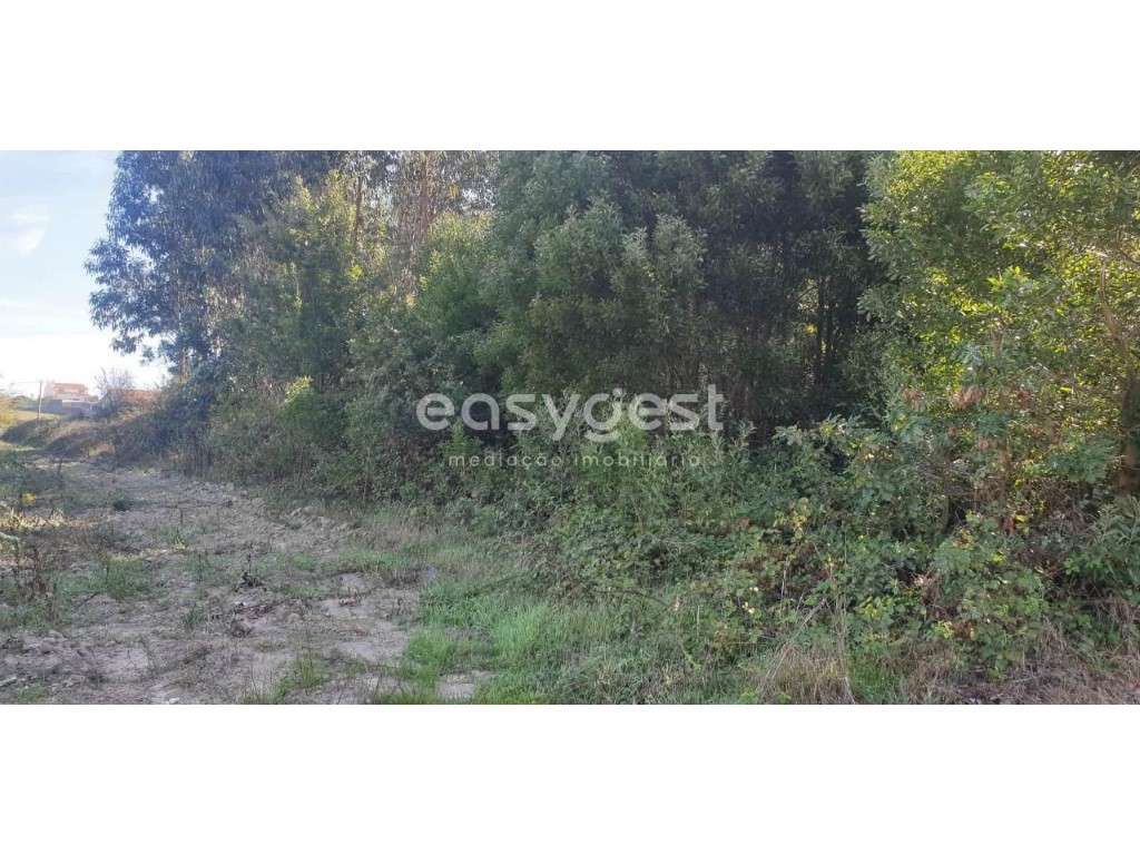 Terreno e Eucaliptal com viabilidade para construção em Aradas - Grande imagem: 3/12