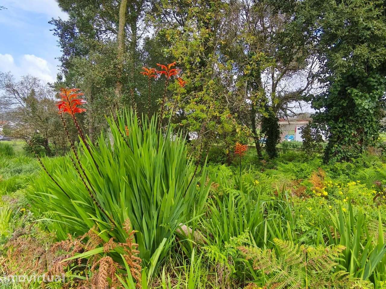 Lote de 2.398m2 na Achada – Mafra - Grande imagem: 2/13