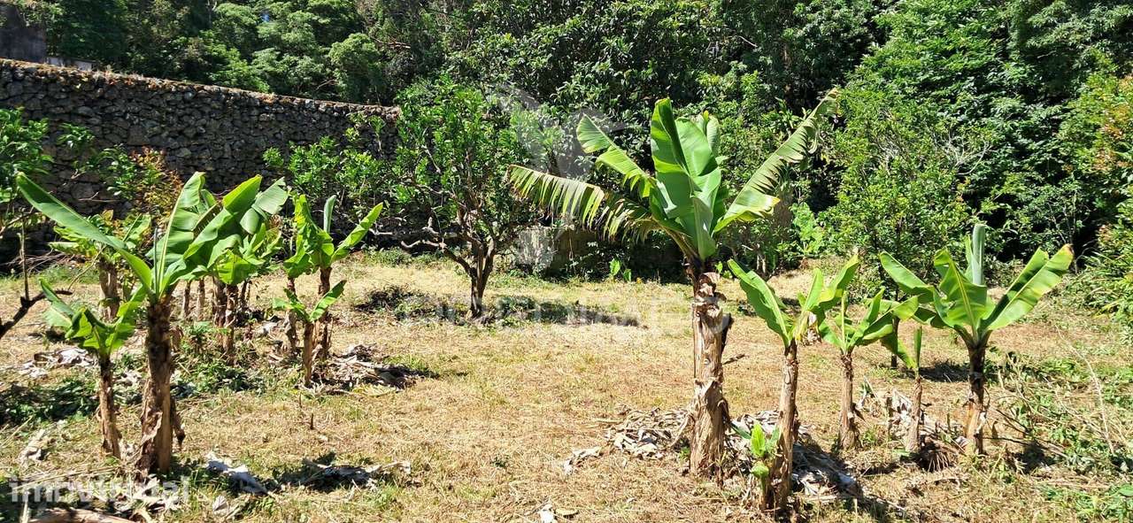 terreno/Pomar - Grande imagem: 5/9