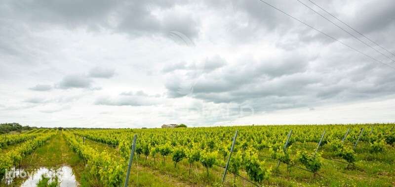 Vinha e Alfaias para venda marque já a sua visita.. - Grande imagem: 3/10