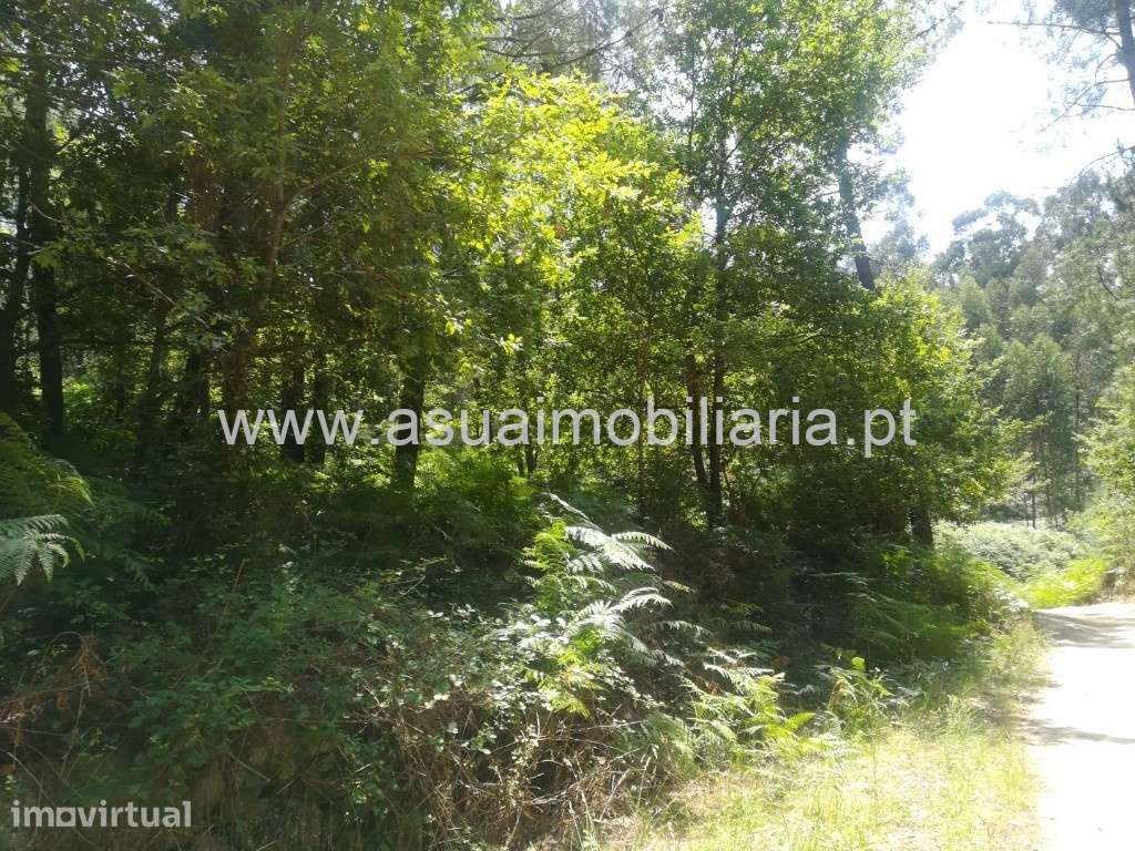 Terreno/Bouça - Caldelas - Grande imagem: 2/7