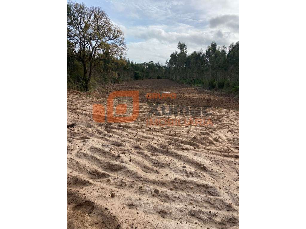 Terreno rústico zona da Serra do Bouro! - Grande imagem: 2/4