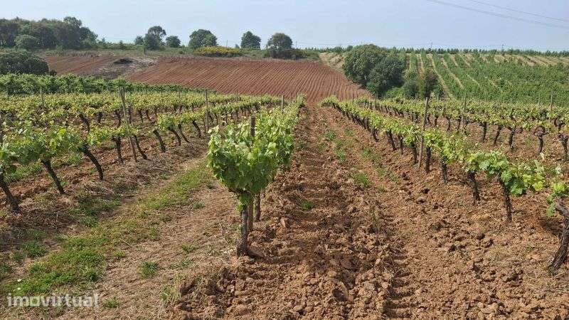 Vendo Terreno Agricola já com vinha no Cadaval - Grande imagem: 3/3