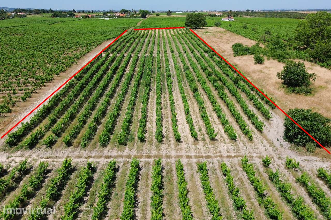 Terreno no Lau com vinhas certificadas - Grande imagem: 2/26