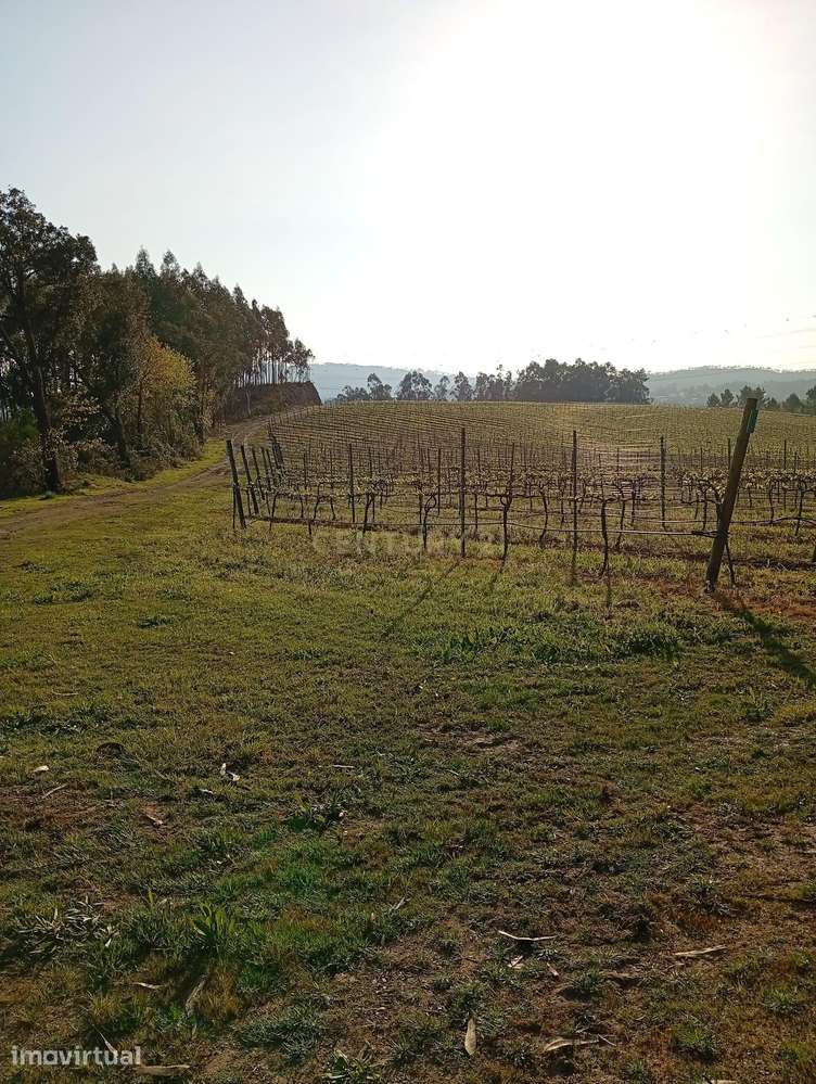 Terreno Rústico em Valongo com Vista Campestre - Grande imagem: 2/6