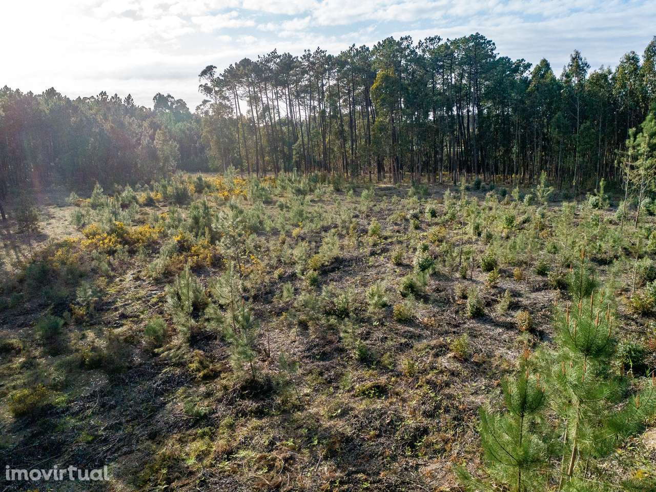 TERRENO INDISTRIAL - MACEIRA - Grande imagem: 3/4