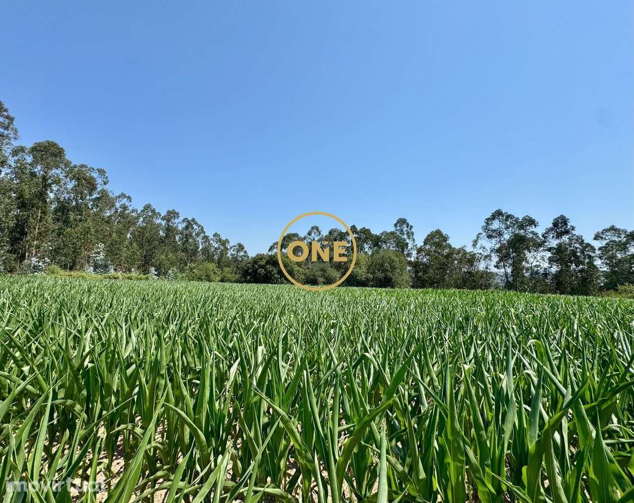 Terreno rústico com viabilidade de construção em Covelas, Trofa - Grande imagem: 5/10