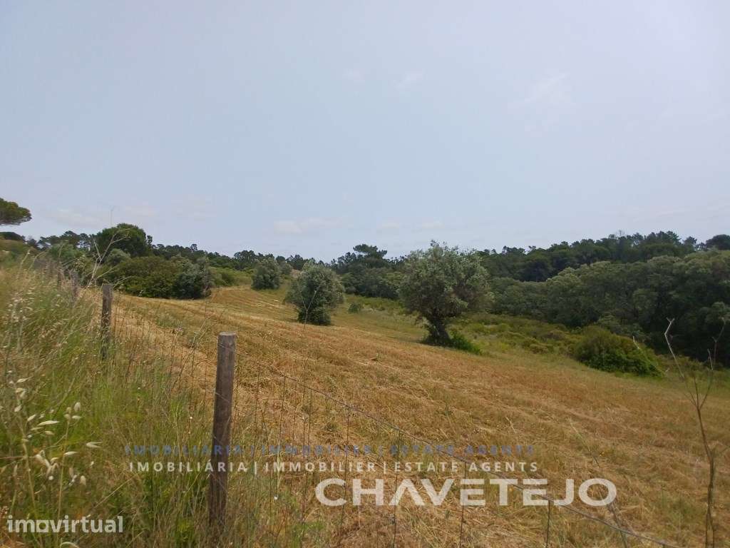 Terreno com 28.000 m2 a cerca de 8 km de Tomar. - Grande imagem: 4/7