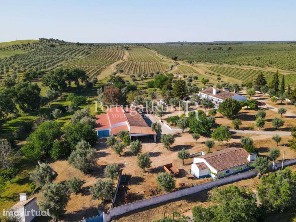 Herdade de 18 hectares com vinha, adega e olival em Avis - Grande imagem: 4/36