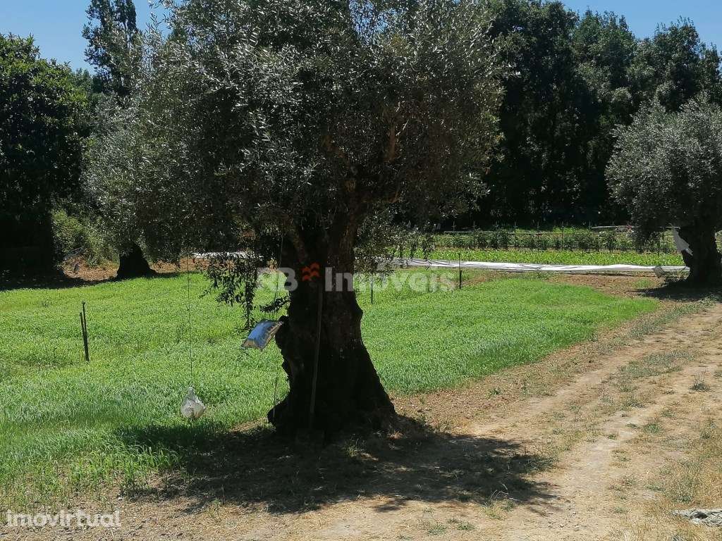 Terreno rústico com poço - Cem Soldos, Tomar - Grande imagem: 5/5