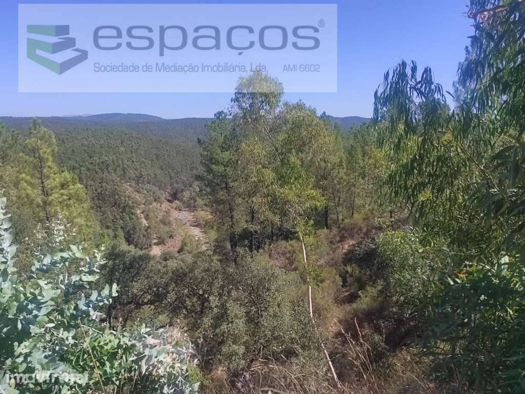 Terreno Florestal - Grande imagem: 3/9