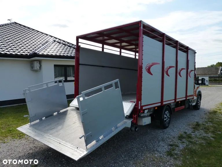 Peugeot BOXER DO ŻYWCA / ZWIERZĄT / BYDŁA / TRZODY CHLEWNEJ / EURO 6 / KAT. B / STAN PERFECT - 19