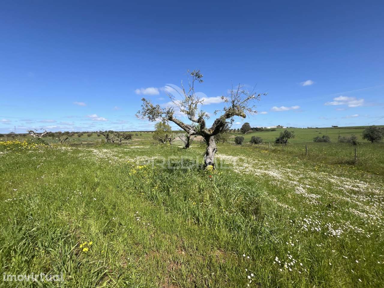 Terreno Rústico de 0,65 Hect - Grande imagem: 2/10