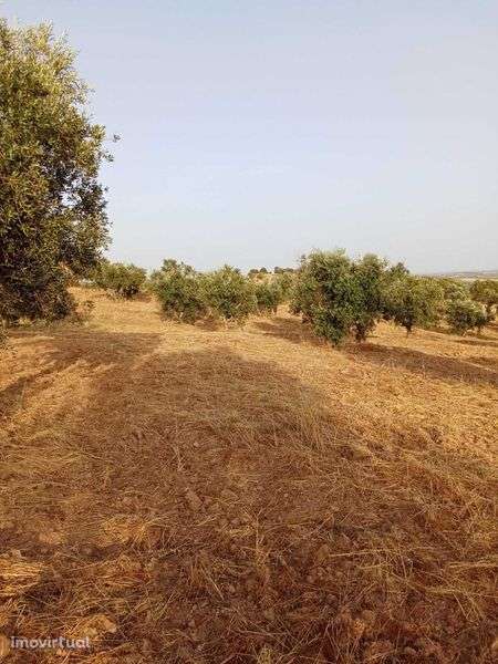 Terreno com olival - Grande imagem: 4/7