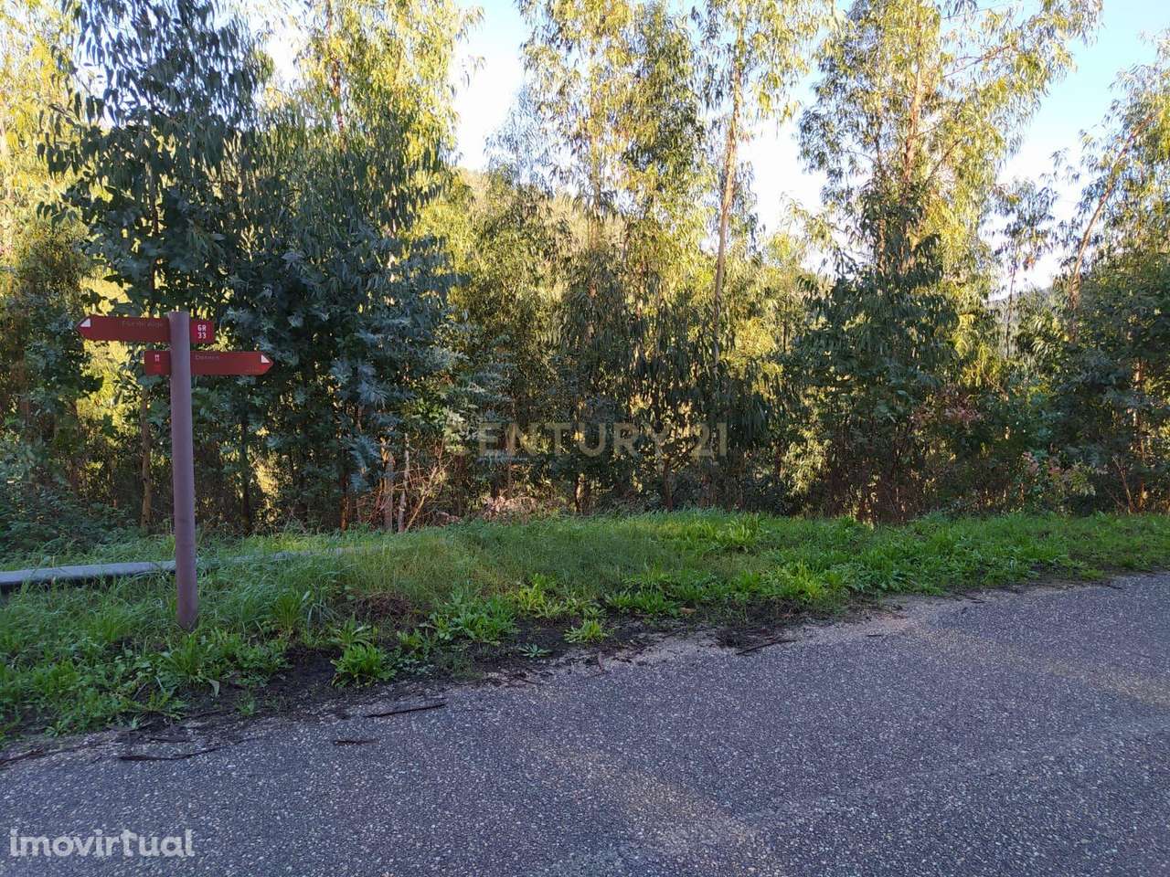 Terreno de 1 HECTARE - Eucaliptal para Venda em Ferreira Zêzere - Grande imagem: 5/6