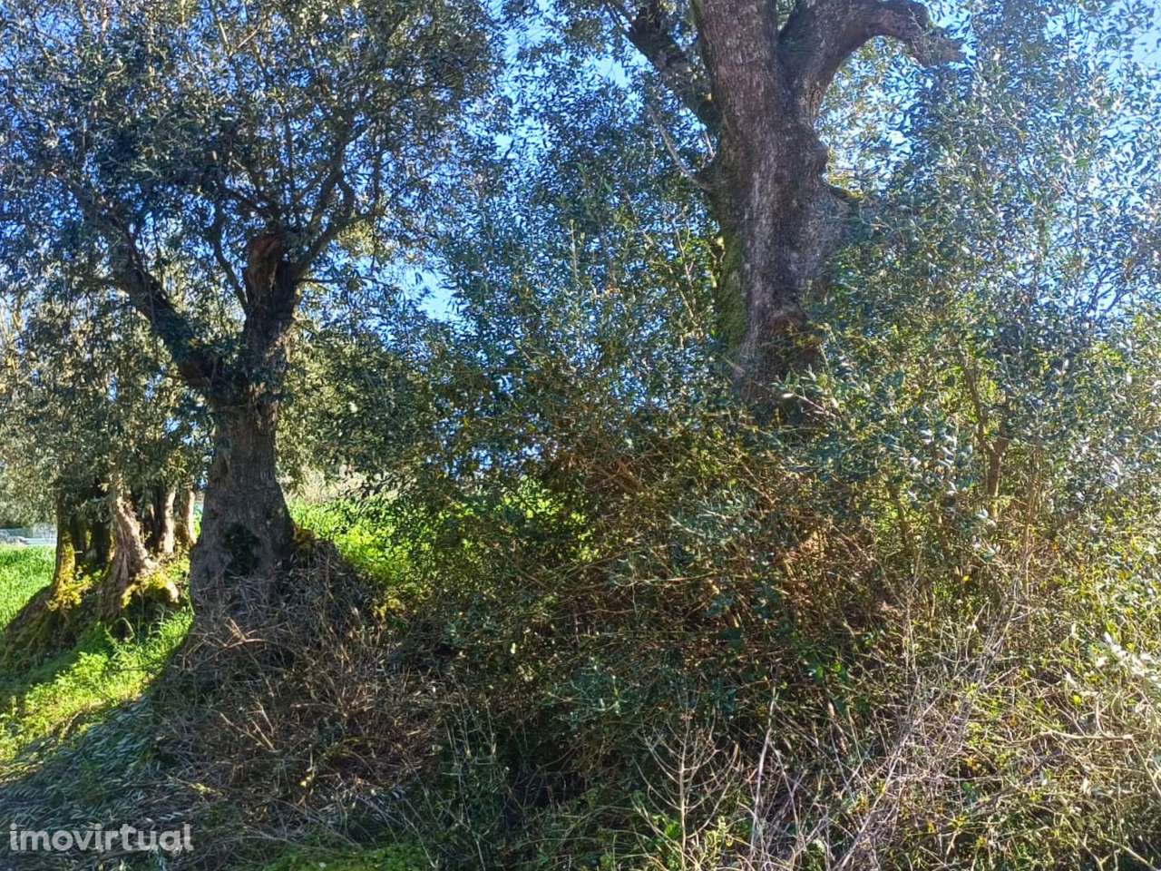 Terreno rústico para venda na Moçarria - Grande imagem: 4/9