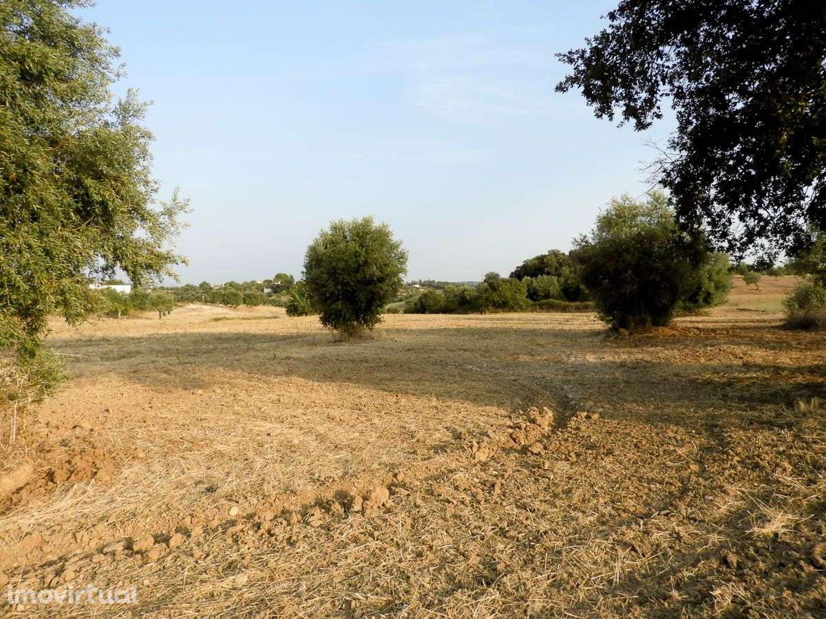 Terreno com Projecto Aprovado para Lar - Grande imagem: 5/11