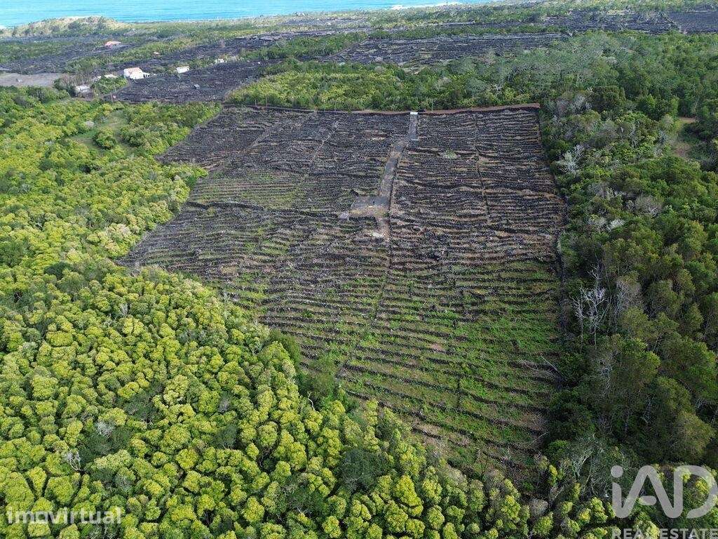 Terreno em Madalena de 20010,00 m2 - Grande imagem: 4/11