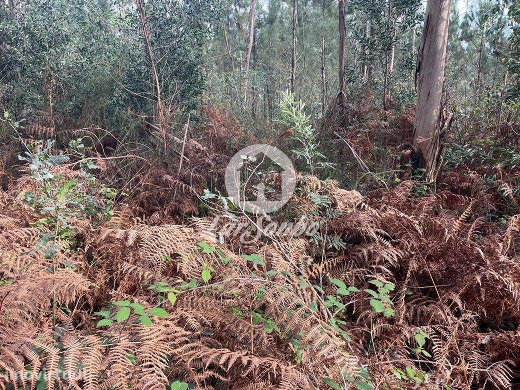 Terreno Rústico de 25000m² em Canidelo, Vila do Conde - Grande imagem: 3/4