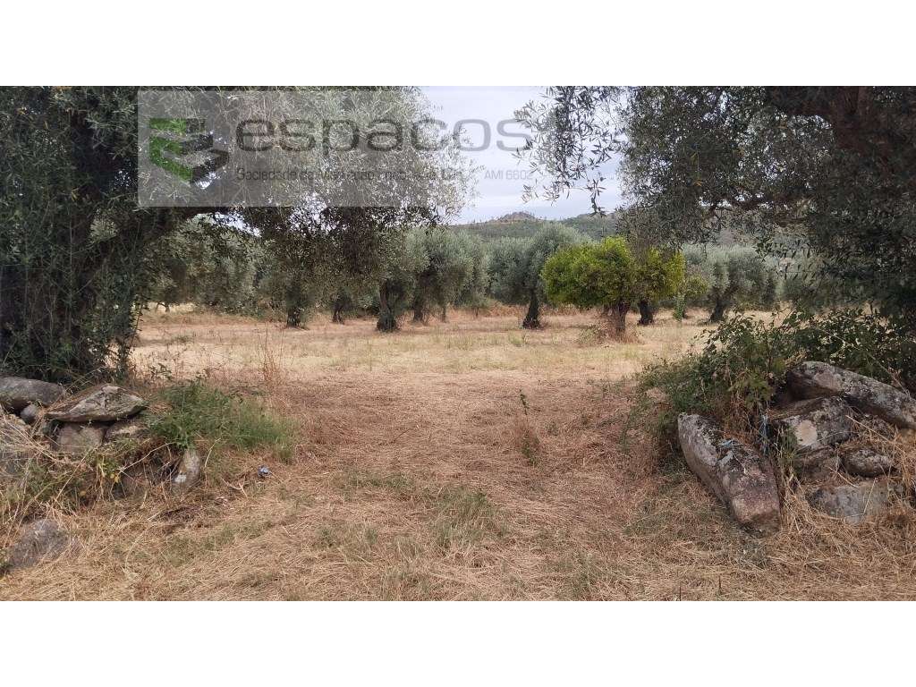 Terreno com olival - Grande imagem: 2/11