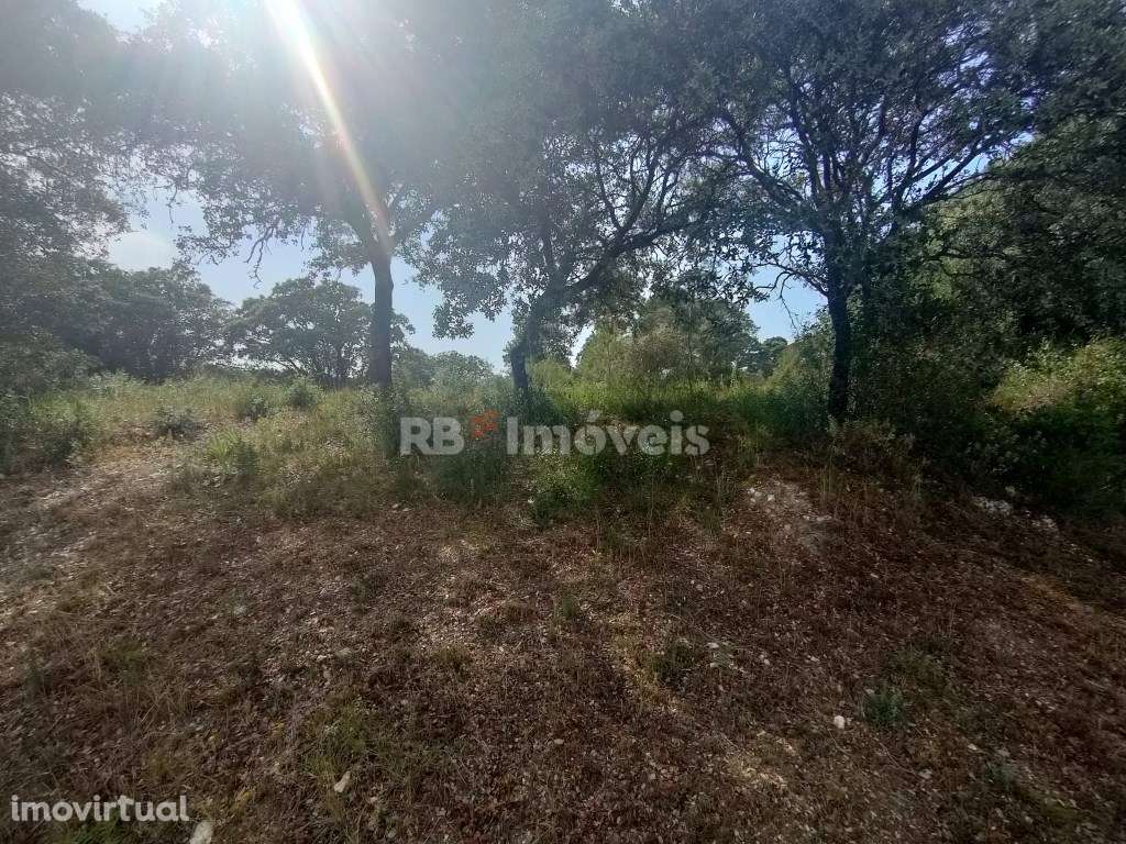 Terreno Rústico com poço 7560m² - Lameiras, Pousos, Torres Novas - Grande imagem: 5/24