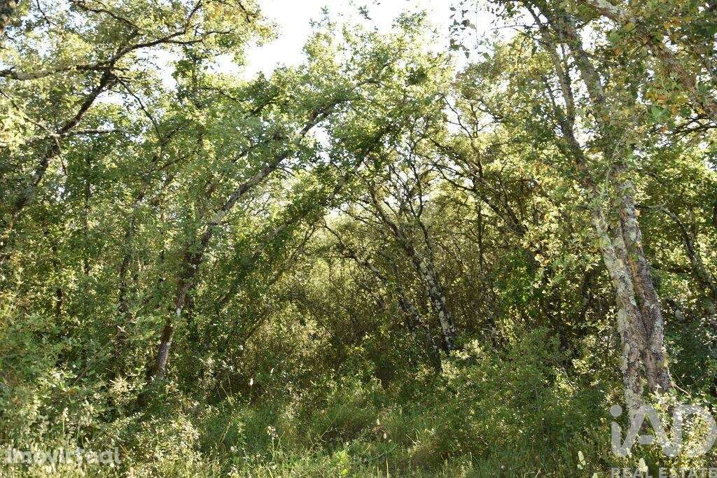 Terreno em Areias e Pias de 5960,00 m2 - Grande imagem: 3/29