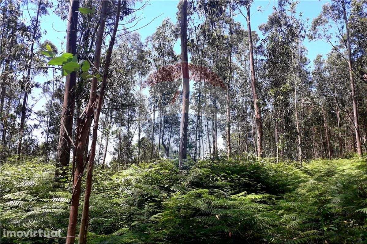 Terreno  para venda - Grande imagem: 4/5