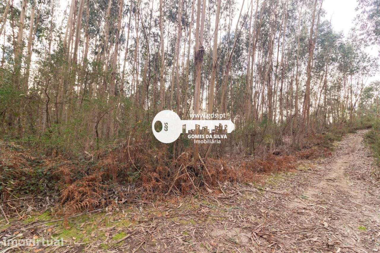 Terreno Rústico à Venda – 6.600m² | Travassos, Morreira, Braga - Grande imagem: 5/12