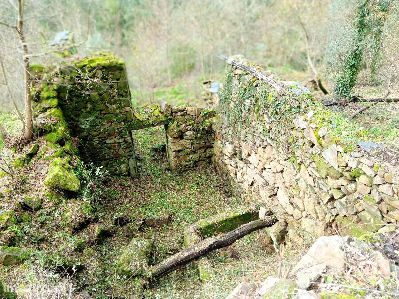 Terreno de 15000m² em Travanca, com possibilidade de construção. - Grande imagem: 2/12