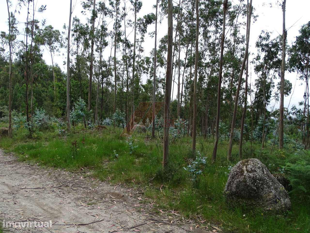 TERRENO COM ÓTIMAS ÁREAS EM SILVARES SÃO MARTINHO - FAFE! - Grande imagem: 2/20