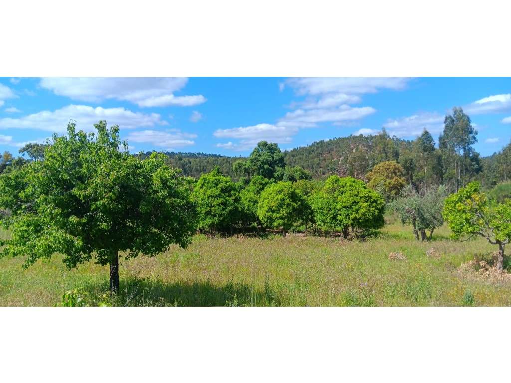 Terreno Rústico com Potencial de Construção + Furo de Água - Penhas... - Grande imagem: 2/19