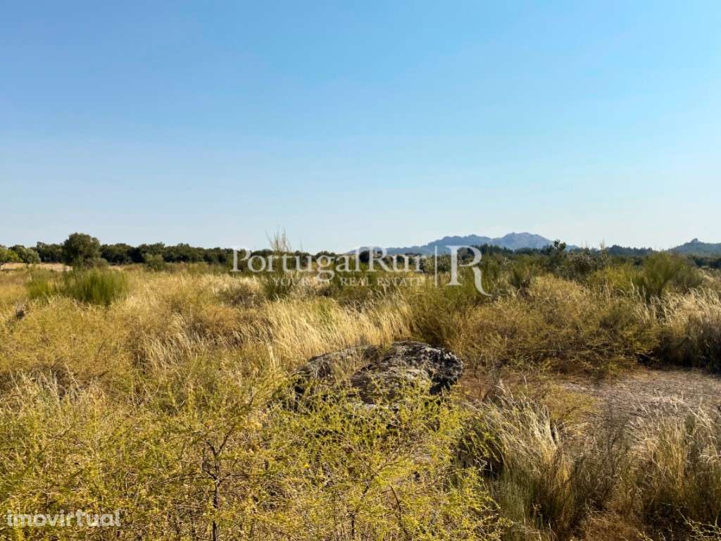 Terreno rústico com 9.750 m² em Monsanto - Grande imagem: 2/17