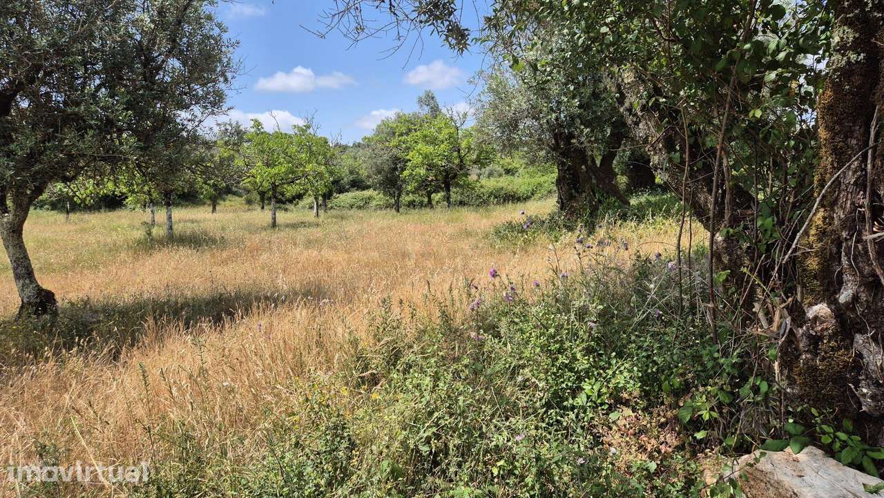 Terreno com 2.163 m² – Vista Deslumbrante para a Serra de Sicó - Grande imagem: 3/6