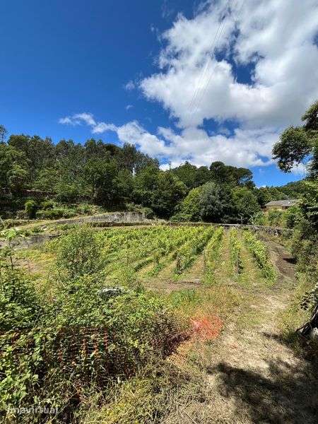 Vendo casa e terrenos - Grande imagem: 3/7
