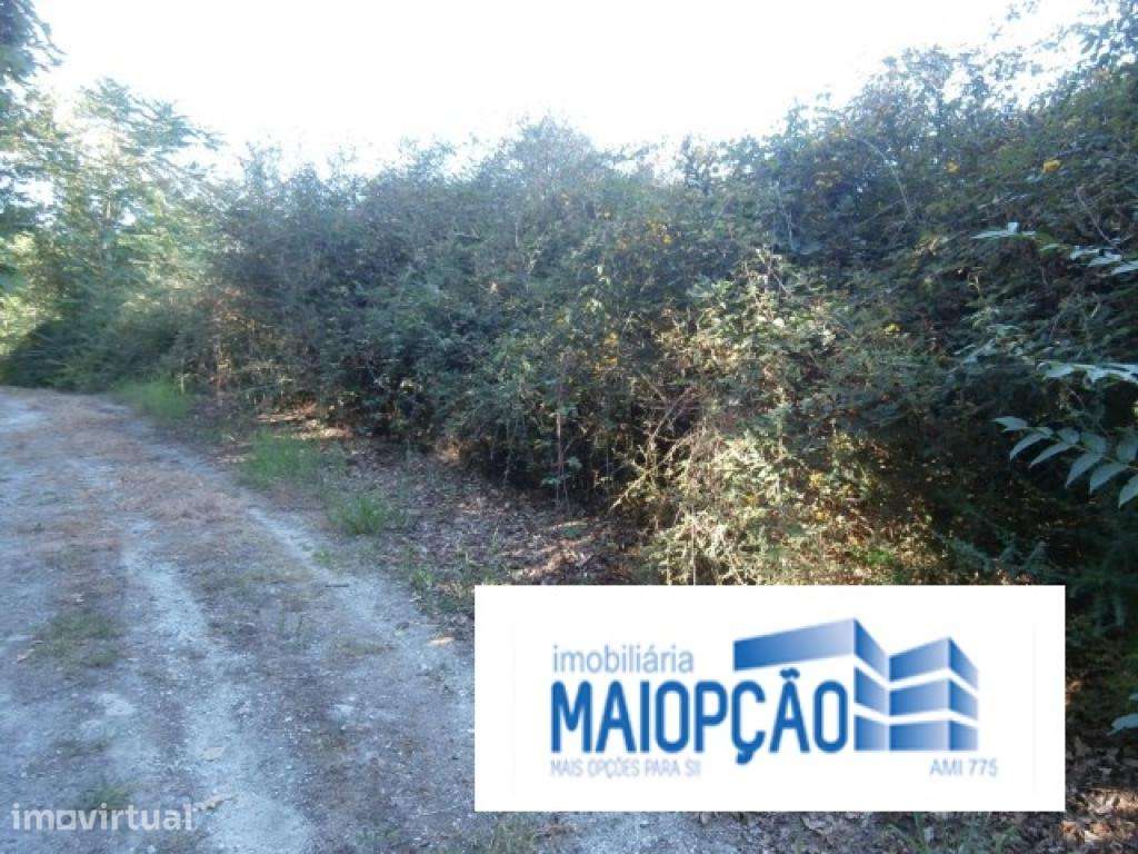 Terreno rústico de mato e pinhal - Grande imagem: 3/6