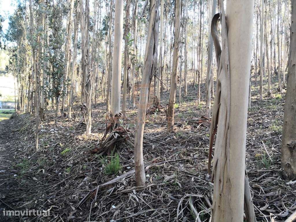 Oportunidade terreno para construir - Gondemaria - Grande imagem: 3/3