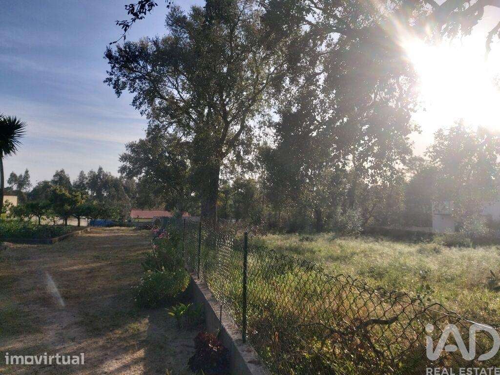 Terreno misto em Pedreiras - Grande imagem: 3/19