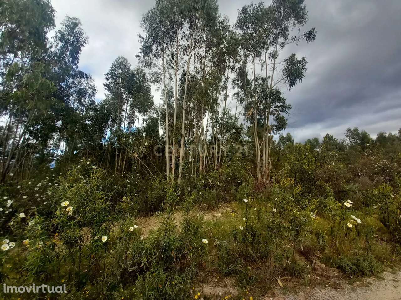 Terreno Panorâmico em Sarnadas de Ródão, Castelo Branco - Grande imagem: 2/7