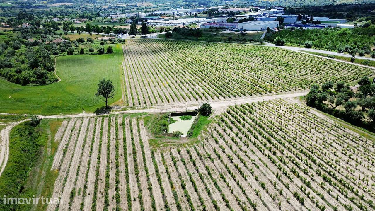 Adega & Vinhas - Almeida Garrett Wines - Grande imagem: 3/32